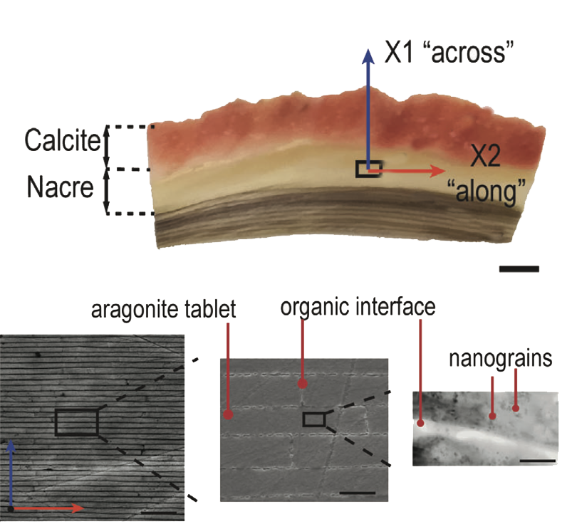 Characterization of the Phononic Landscape of Natural Nacre from Abalone Shells