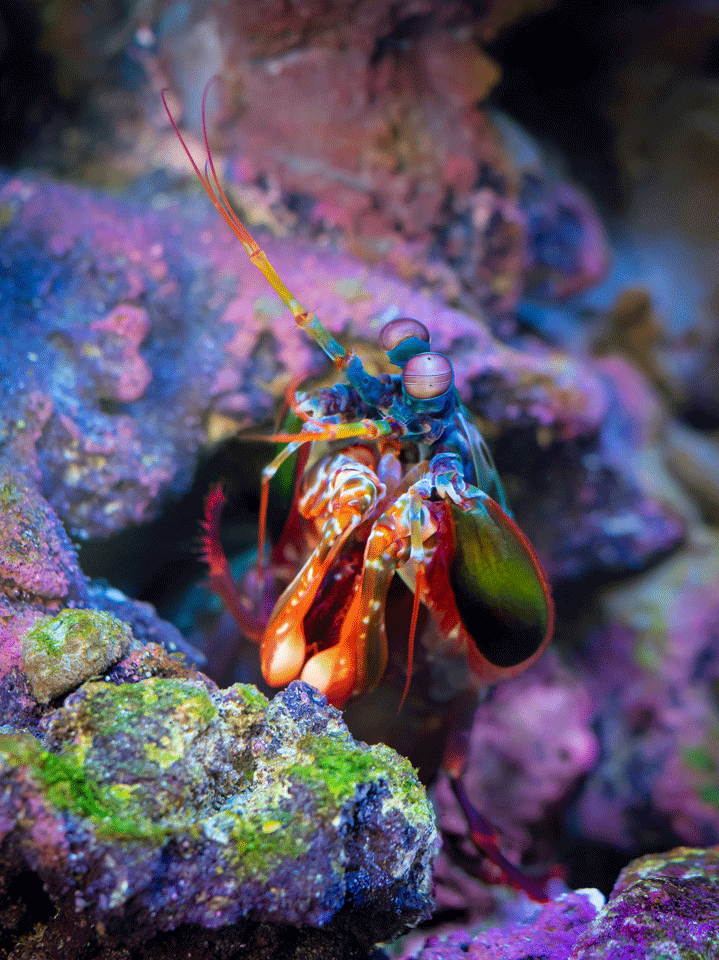 Does the mantis shrimp pack a phononic shield?
